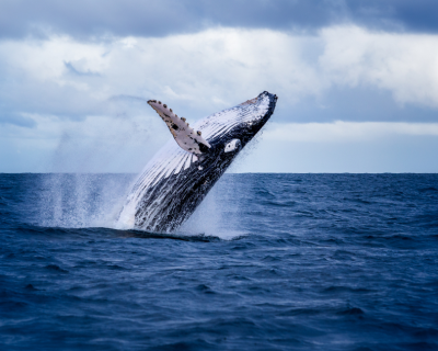 El varamiento de la ballena en Sopelana, un hecho aislado