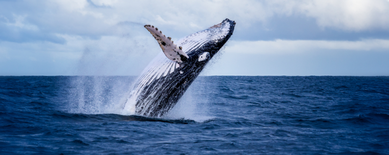 El varamiento de la ballena en Sopelana, un hecho aislado