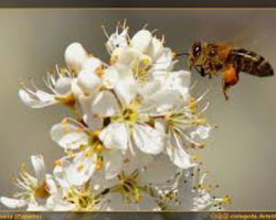 Abejas, indispensables para la vida del planeta