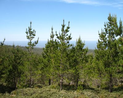 Pino y eucalipto, protagonistas de una inadecuada reforestación