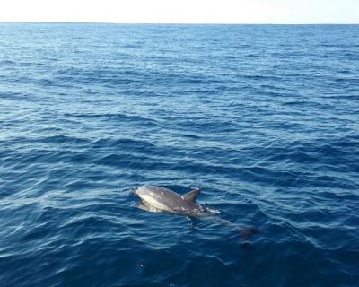 Avistamiento de cetáceos en el Golfo de Vizcaya