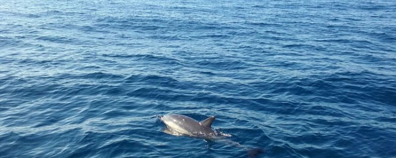 Avistamiento de cetáceos en el Golfo de Vizcaya