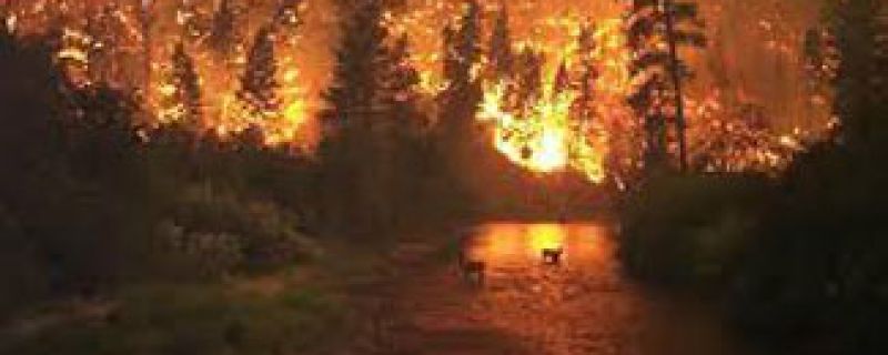 Incendios forestales, una lacra