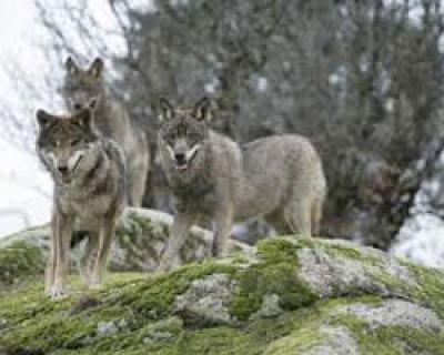 Cómo actuar ante un animal salvaje en la montaña