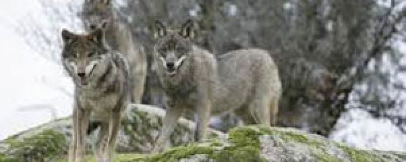 Cómo actuar ante un animal salvaje en la montaña