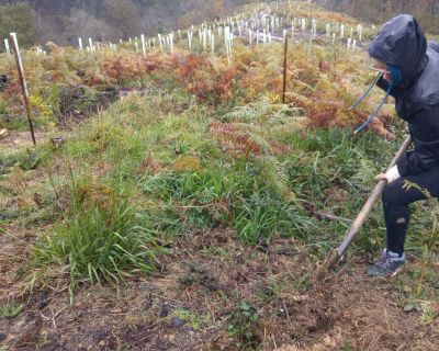 Lurgaia, mucho más que plantar árboles