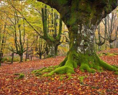 La restauración de los bosques autóctonos del País Vasco