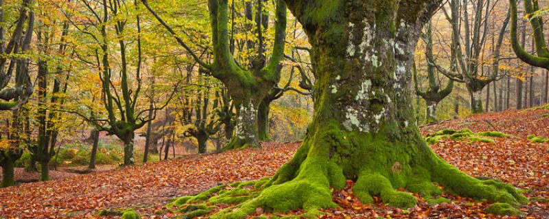 La restauración de los bosques autóctonos del País Vasco