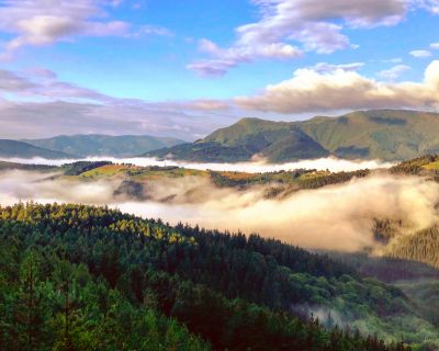 Instituciones y sector forestal se alían contra la enfermedad del pino