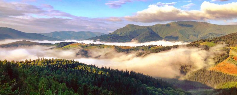 Instituciones y sector forestal se alían contra la enfermedad del pino