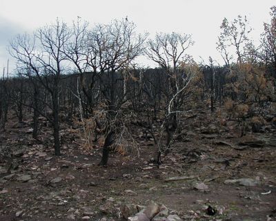 La reforma de la Ley de Montes que permite recalificar áreas quemadas