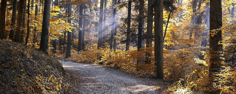 Montañas y bosques para disfrutar en otoño