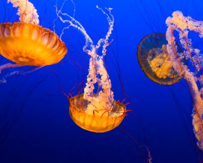 Lo que debes saber sobre la presencia de medusas en las playas