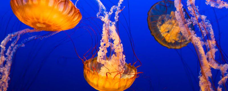 Lo que debes saber sobre la presencia de medusas en las playas